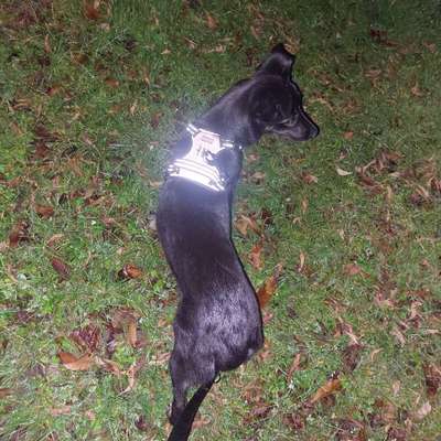 Hundetreffen-Gassirunde mit Ängstlicher Hündin-Bild