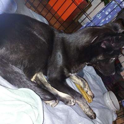 Hilfe, Hund hat Angst draußen.-Beitrag-Bild