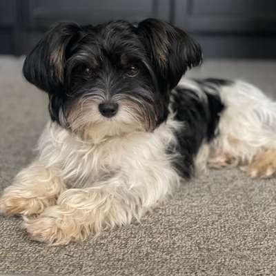 Hundetreffen-Spaziergänge in Solothurn-Bild