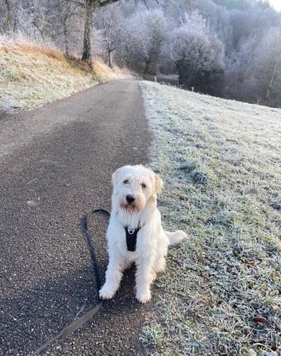 Gibts hier Mioritic Besitzer?-Beitrag-Bild