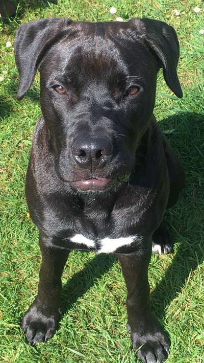 Foto-Challenge: Der schmollende Hund-Beitrag-Bild