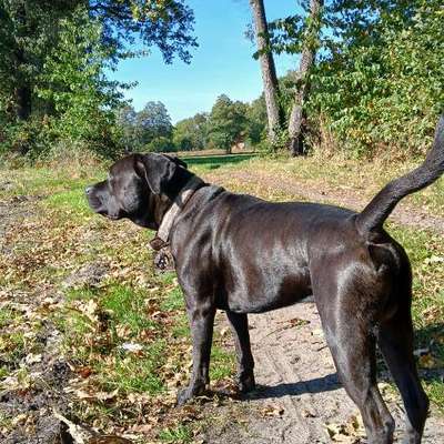 Wie optimal ist das Körpergewicht meines Hundes?-Beitrag-Bild