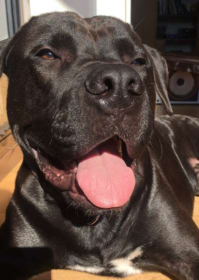 Zeigt mir die tollste Nahaufnahme von eurer Fellnase-Beitrag-Bild