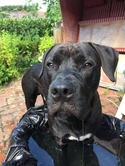 Welchen Hund hast du?-Beitrag-Bild