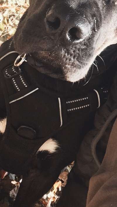 Vorderführ-Geschirr (mit Brustring)..... & Training Leinenführung ;)-Beitrag-Bild