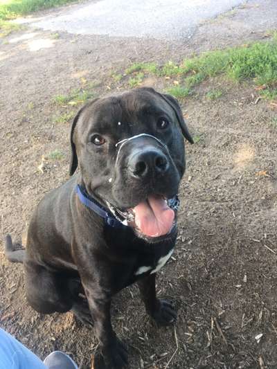 Fotochallenge sabbernder Hund-Beitrag-Bild