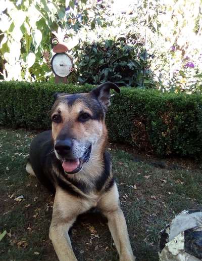 Unsere Fellnasen im Regenbogenland-Beitrag-Bild