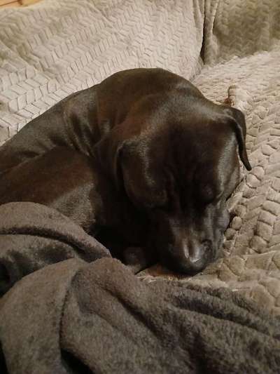 Spitzname(n) Deines Hundes-Beitrag-Bild