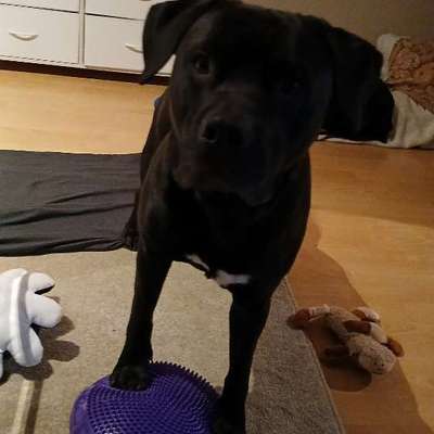 Wie optimal ist das Körpergewicht meines Hundes?-Beitrag-Bild