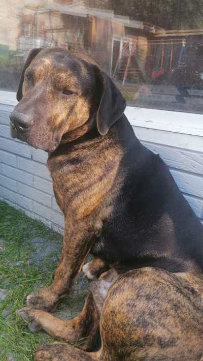 Qualzucht - Warum Aufklärung alleine nicht reicht-Beitrag-Bild