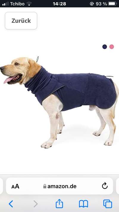 Hundekleidung - Top oder Flop-Beitrag-Bild