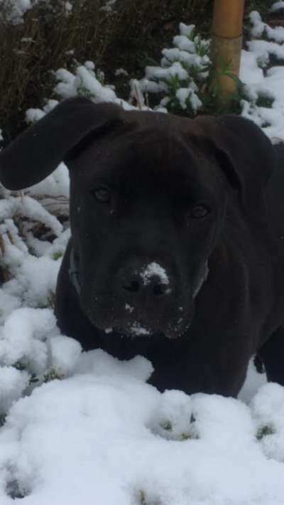 Black dogs are beautiful-Beitrag-Bild