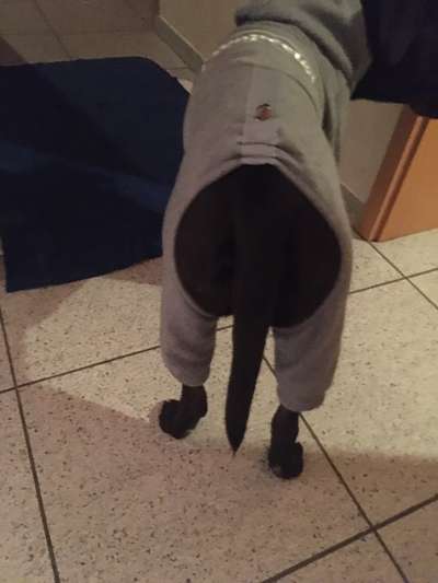 Hundekleidung - Top oder Flop-Beitrag-Bild