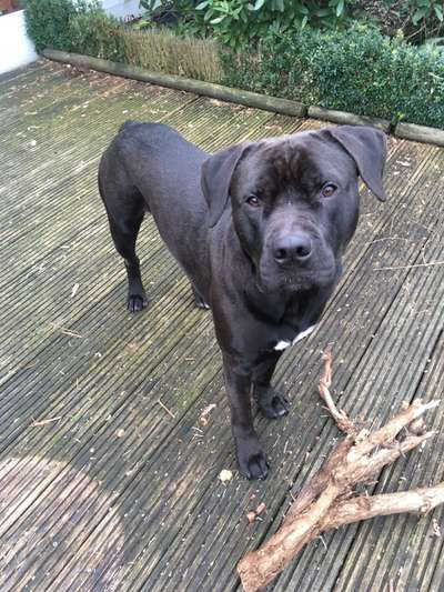 Freunde von 'Kampfhunden'-Beitrag-Bild