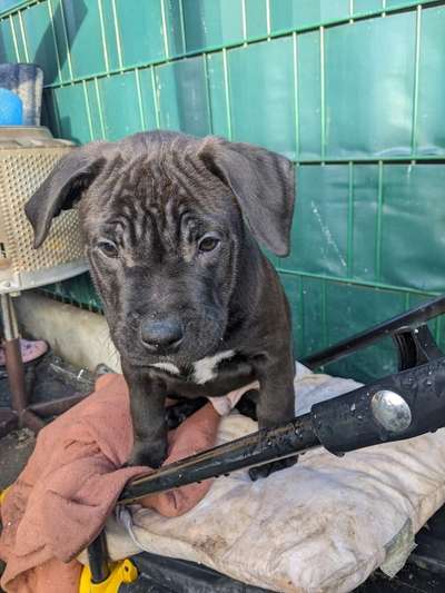 Das erste Bild eures Hundes-Beitrag-Bild