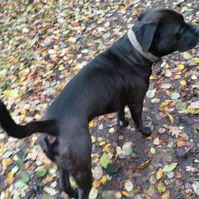 Wie optimal ist das Körpergewicht meines Hundes?-Beitrag-Bild