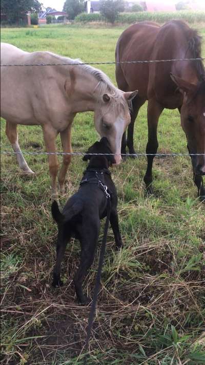 63. Handyfotochallenge   * Nase dran ! *-Beitrag-Bild