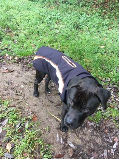 Hundekleidung - Top oder Flop-Beitrag-Bild