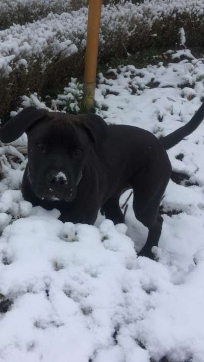 24. Collage-Challenge  *Hund im Schnee*-Beitrag-Bild