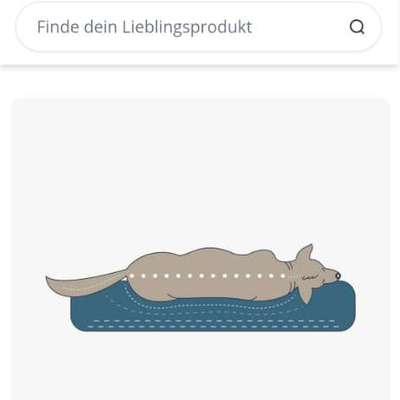 Orthopädische hundebetten-Beitrag-Bild