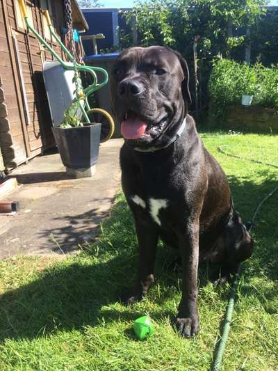 Vom Welpen zum Hund-Beitrag-Bild