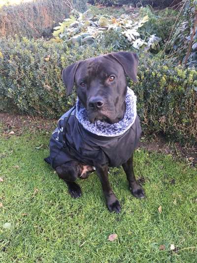 Hundekleidung - Top oder Flop-Beitrag-Bild