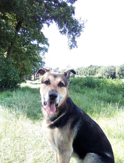 Freunde von 'Kampfhunden'-Beitrag-Bild