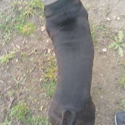 Wie optimal ist das Körpergewicht meines Hundes?-Beitrag-Bild