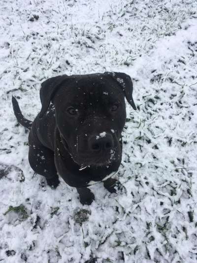 24. Collage-Challenge  *Hund im Schnee*-Beitrag-Bild