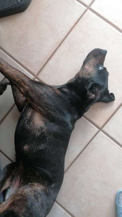 Freunde von 'Kampfhunden'-Beitrag-Bild