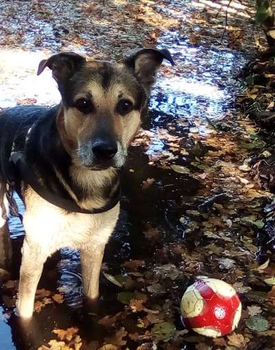 Unsere Fellnasen im Regenbogenland-Beitrag-Bild