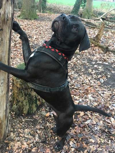 Black dogs are beautiful-Beitrag-Bild