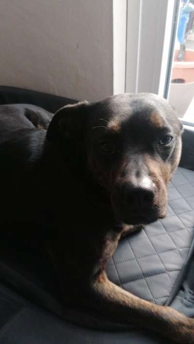 Freunde von 'Kampfhunden'-Beitrag-Bild