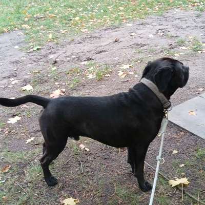 Wie optimal ist das Körpergewicht meines Hundes?-Beitrag-Bild