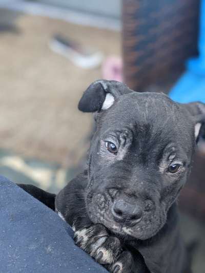 Welpen Bilder !-Beitrag-Bild