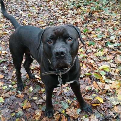 Wie optimal ist das Körpergewicht meines Hundes?-Beitrag-Bild