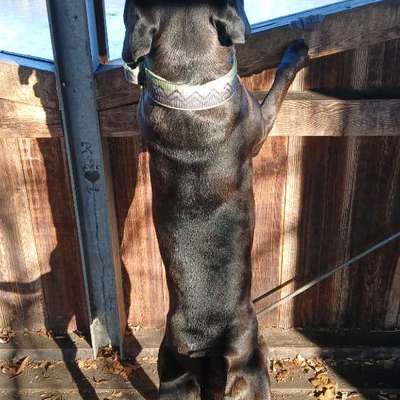 Wie optimal ist das Körpergewicht meines Hundes?-Beitrag-Bild