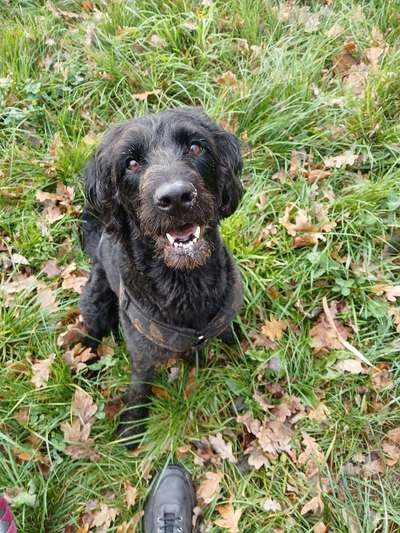 Hund frisst Kot-Beitrag-Bild