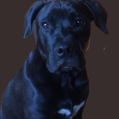 Zeigt her eure Junghunde :)-Beitrag-Bild