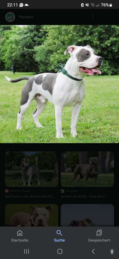 American Bully – Neue Einstufung als gefährlicher Hund in Braunschweig-Beitrag-Bild