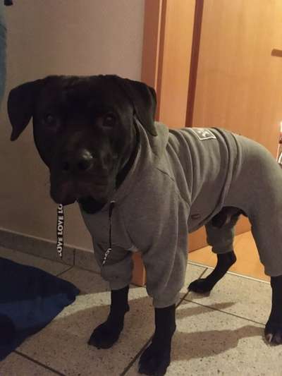 Hundekleidung - Top oder Flop-Beitrag-Bild