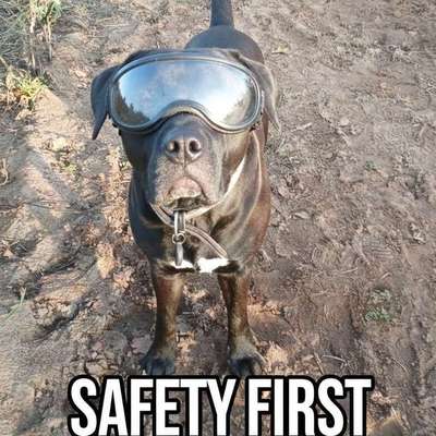 Ich weiss nicht, ob ich meinem Welpen verletzt habe!-Beitrag-Bild