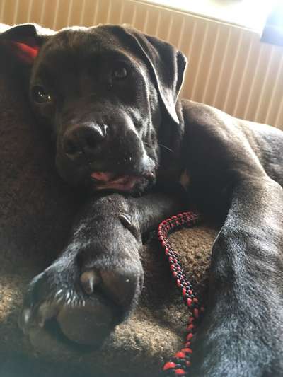 Wie seid ihr zu eurem Welpen gekommen?-Beitrag-Bild