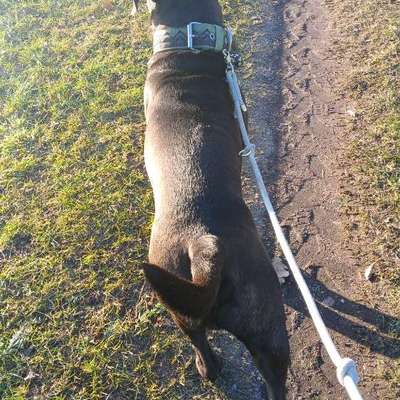 Wie optimal ist das Körpergewicht meines Hundes?-Beitrag-Bild