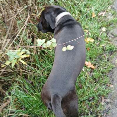 Wie optimal ist das Körpergewicht meines Hundes?-Beitrag-Bild