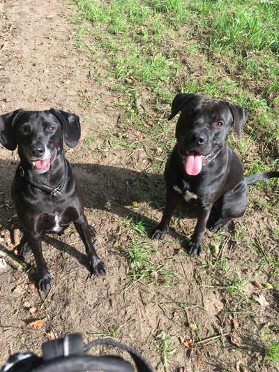 Bester Freund, Hundekumpel - zeigt her!-Beitrag-Bild