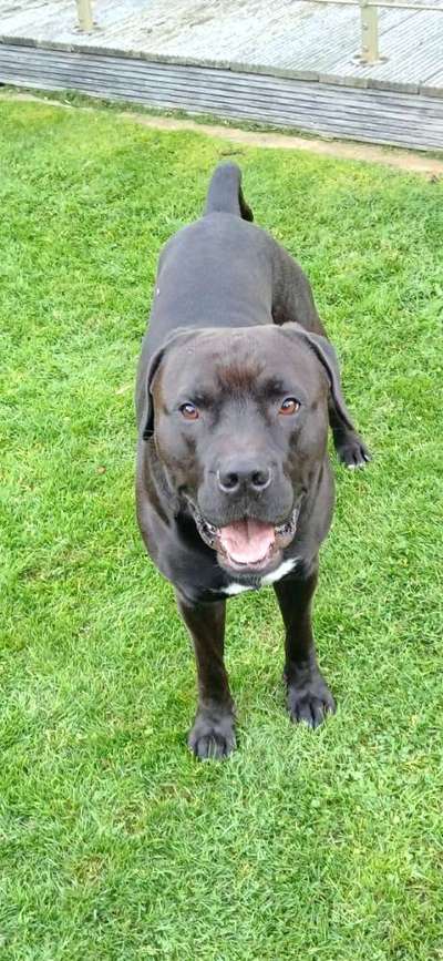 American Bully – Neue Einstufung als gefährlicher Hund in Braunschweig-Beitrag-Bild