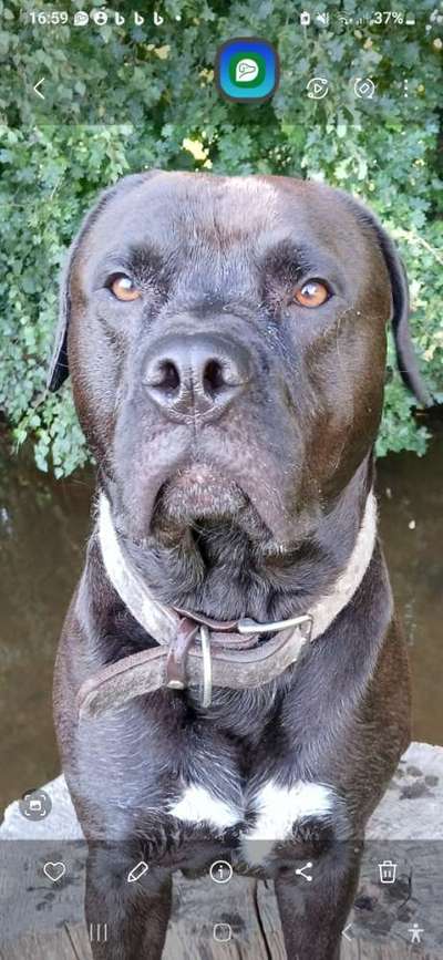 Welches Halsband trägt dein Hund und warum dieses?-Beitrag-Bild