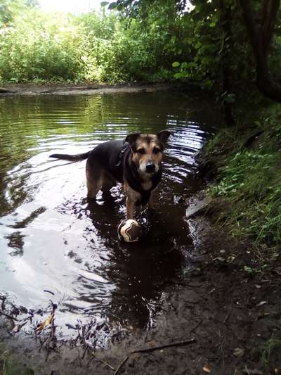 Shepweiler Schäferhund x Rottweiler-Beitrag-Bild