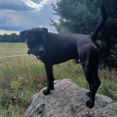 Wie optimal ist das Körpergewicht meines Hundes?-Beitrag-Bild